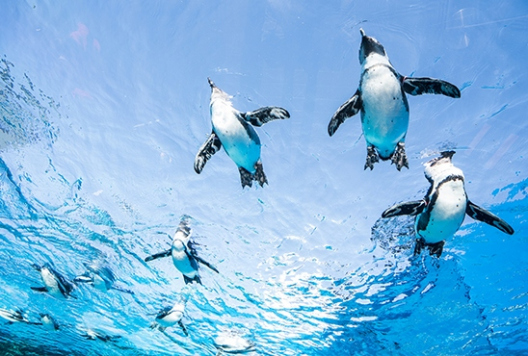 サンシャイン水族館